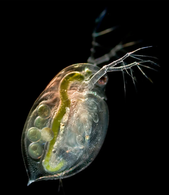 Daphnia Magna